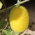 Mature fruit