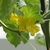 Vine with yellow, funnel-shaped flower.