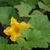 Plant in bloom
