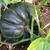 Acorn squash