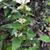 Flowers in leaf nodes