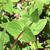 Leaves and stem