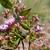Side of flower and stem