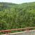 Cunninghamia lanceolata