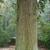Cunninghamia lanceolata