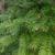 Cunninghamia lanceolata