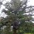 Cunninghamia lanceolata