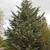 Cupressus arizonica 'Blue Pyramid'