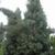 Cupressus arizonica