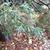 Cupressus arizonica var. glabra 'Silver Smoke'