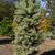 Cupressus glabra