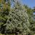 Hesperocyparis glabra