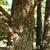 Hesperocyparis glabra