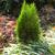 x Hesperotropsis leylandii 'Reco'