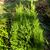 x Hesperotropsis leylandii 'Reco'