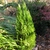 x Hesperotropsis leylandii 'Reco'