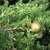 Branches with scale leaves and several roundish closed cones.