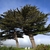 A pair of large, wind-swept trees growing on the coast.