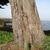 Brown fibrous bark on a furrowed & fluted trunk.