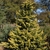 Youn pyramidal tree with golden yellow branch tips.