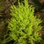 Small conifer with chartreuse needle foliage.