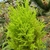 Small conifer with chartreuse needle foliage.
