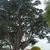 Mature tree with many spreading branches & open crown.