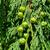 Developing cones