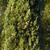 Cupressus sempervirens