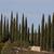 Cupressus sempervirens