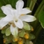 Erect unbranched stalk with white bracts & yellow flowers.