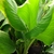 Herbaceous plant with broad leaves like those of banana.