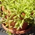 Potted plant with succulent. Leaves like little green bananas.