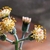 Close-up of heads of flowers with orange protruding stigmas.