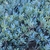 Low-growing mat of chalky blue succulent foliage.