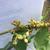 Plant in bloom