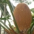 Male cone