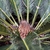 Female C. revoluta