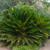Cycas revoluta
