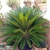 palm-like plant with pinnate leaves and short stout trunk