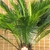 Cycad growing in a pot
