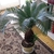 Cycad growing in a pot