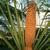 Male cone of C. rumphii