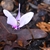 flowers have reflexed petals and a darker eye at the center