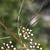 Cyclospermum leptophyllum