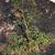 Cyclospermum leptophyllum
