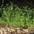 Cyclospermum leptophyllum habit