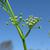 Cyclospermum leptophyllum flowerhead