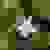 Front view of flower (Port Deposit, MD)-Mid Summer