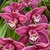 Pink flowers with spotted inner petals